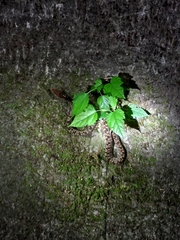 Protobothrops mucrosquamatus