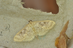 Herpetogramma thestealis
