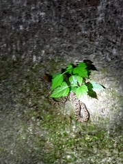 Protobothrops mucrosquamatus