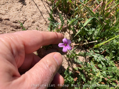 Erodium botrys