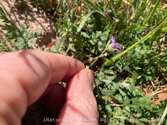 Erodium botrys