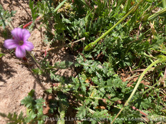 Erodium botrys