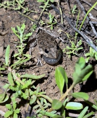 Litoria inermis