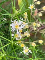 Olearia