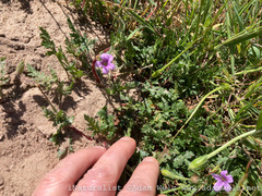 Erodium botrys