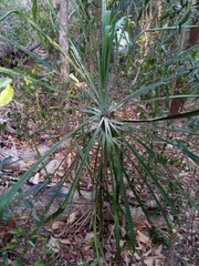 Pandanus flagellibracteatus
