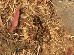 Chorthippus binotatus