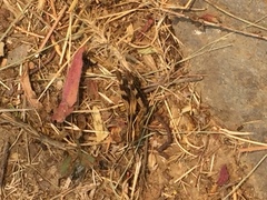 Chorthippus binotatus