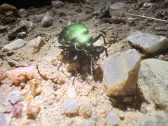Calosoma schayeri