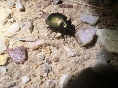 Calosoma schayeri