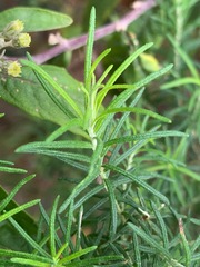 Olearia