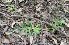 Coronidium scorpioides