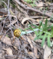 Coronidium scorpioides