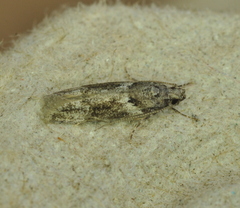 Coleotechnites atrupictella