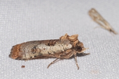Epilecta linogrisea