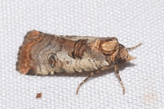 Epilecta linogrisea