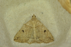 Zanclognatha laevigata