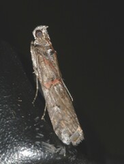 Pempelia palumbella