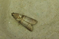 Acrobasis