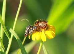 Acmaeodera disjuncta