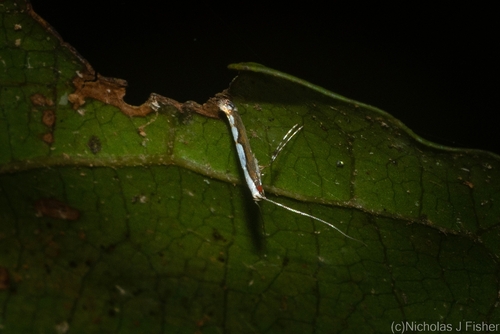 Acrocercops tristaniae