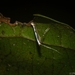 Acrocercops tristaniae - Photo 由 Nicholas John Fisher 所上傳的 (c) Nicholas John Fisher，保留部份權利CC BY-NC