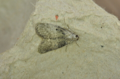 Pococera asperatella