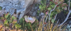 Protea cynaroides