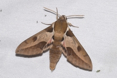 Hyles nicaea