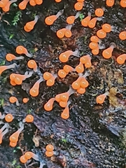 Hemitrichia decipiens