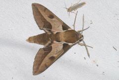 Hyles nicaea