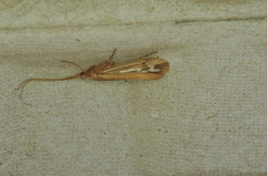 Limnephilus ornatus