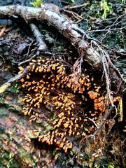 Hemitrichia decipiens