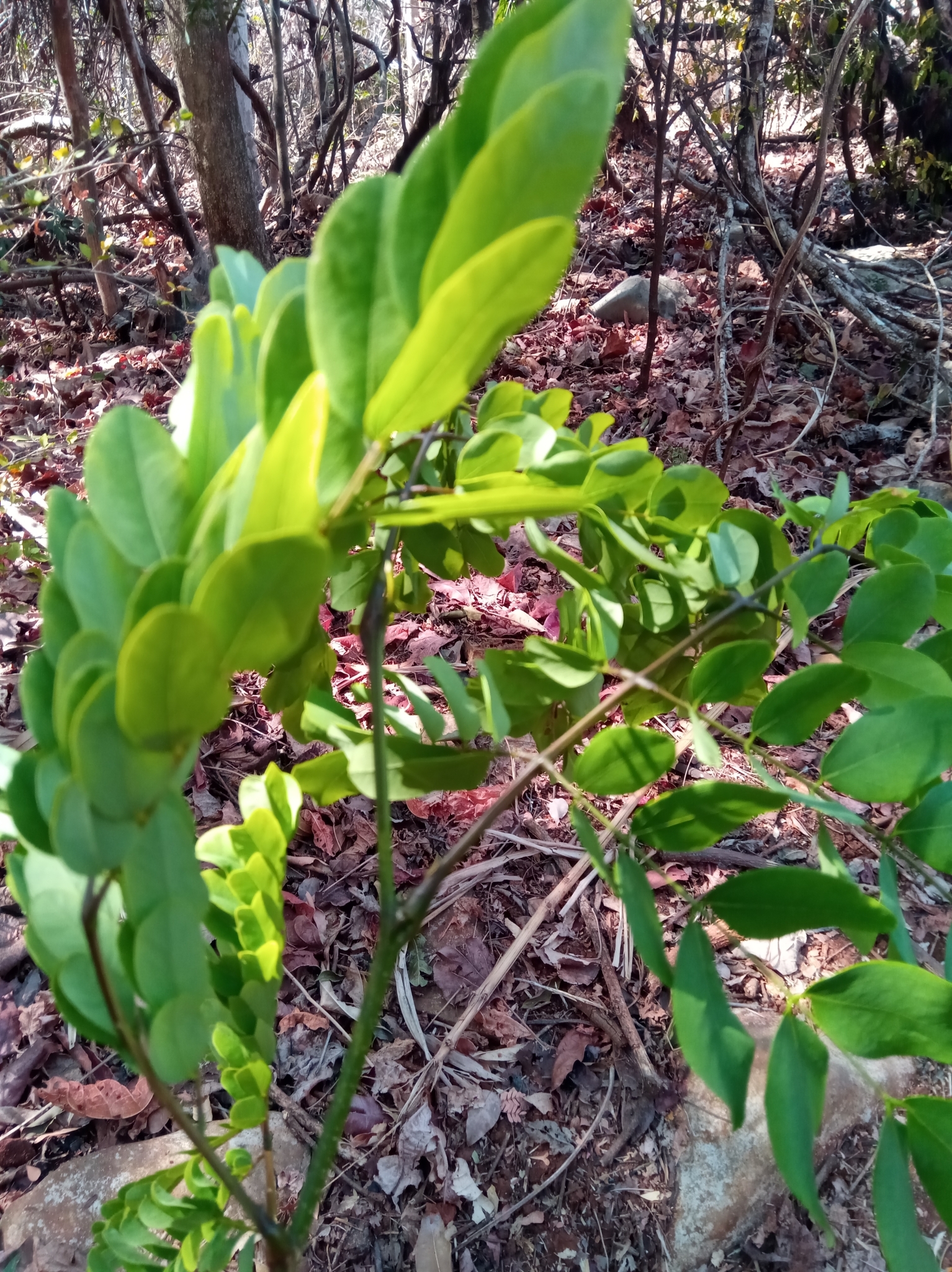 Delonix brachycarpa (R.Vig.) Capuron