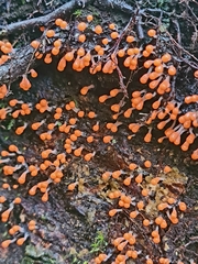 Hemitrichia decipiens