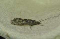 Polycentropodidae