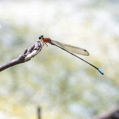 Indosticta deccanensis