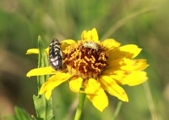 Acmaeodera disjuncta
