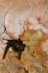 Peropteryx macrotis