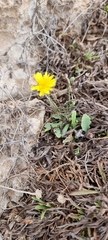Agoseris apargioides