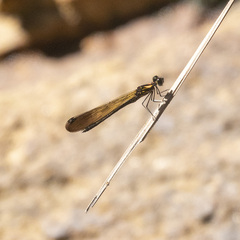Heliocypha bisignata