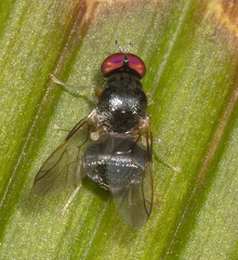 Pachygastrinae