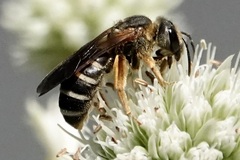 Halictus parallelus