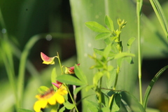 Crotalaria pumila