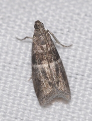Elegia atrifasciella