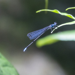 Platycnemididae