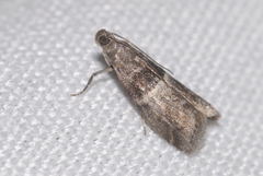 Elegia atrifasciella
