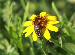 Acmaeodera disjuncta