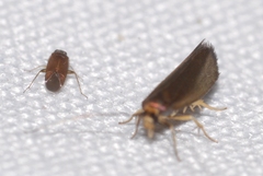 Cephimallota crassiflavella