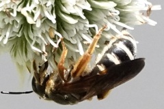 Halictus parallelus